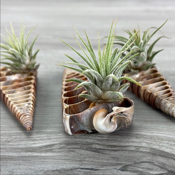 🌿Air Plant In Shell🌿 - Picture 6 of 8